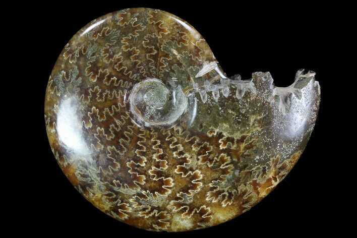 Polished, Agatized Ammonite (Cleoniceras) - Madagascar #97275